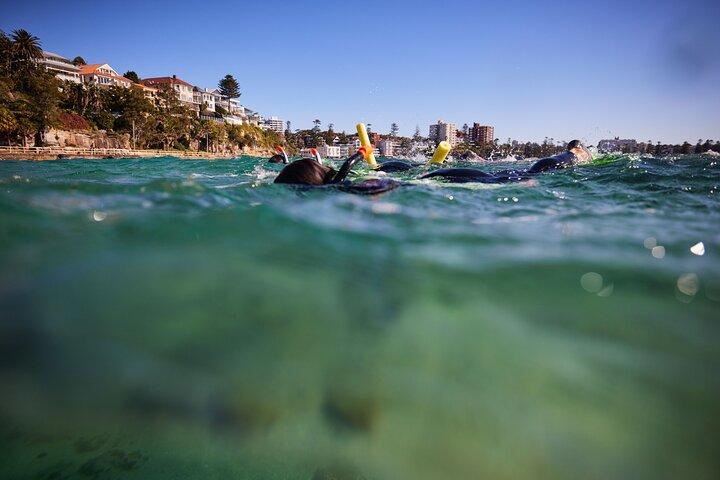 Small Group Manly Snorkel Tour and Nature Walk with Local Guide