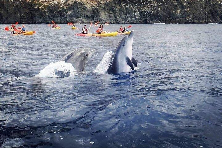 Kayak & Snorkel Safari: Look for Dolphins & Turtles in Tenerife