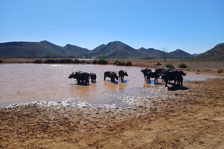 Full Day Big Five Safari Tour from Cape Town with Transfers