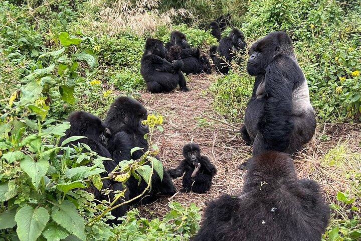 One Day Rwanda Gorilla Trekking with Dian Fossey or Guardians
