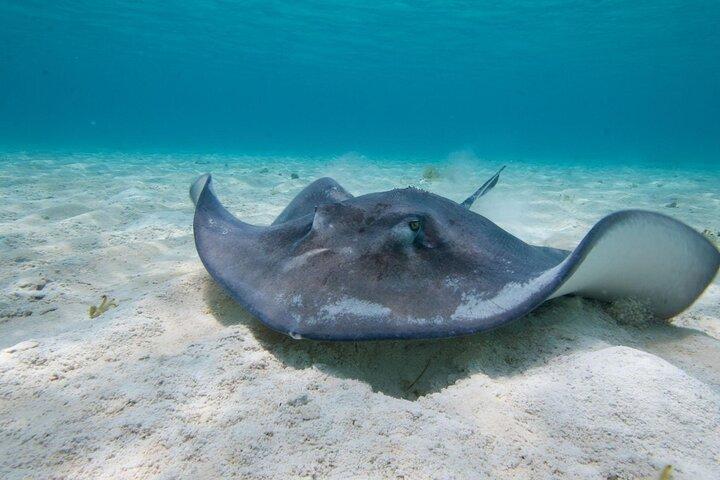 Cayman 3 in 1 Combo: Starfish Point, Stingrays and Reefs