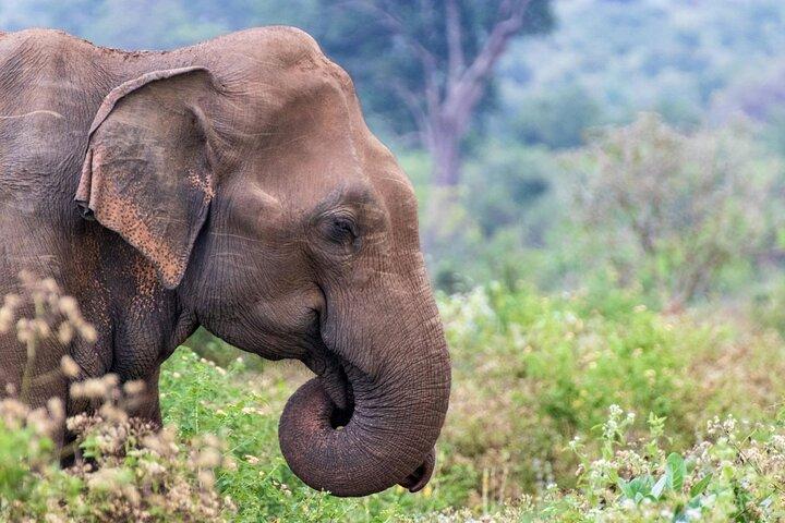 Sri Lanka 5 Day tour Best Nature and Culture include top hotels