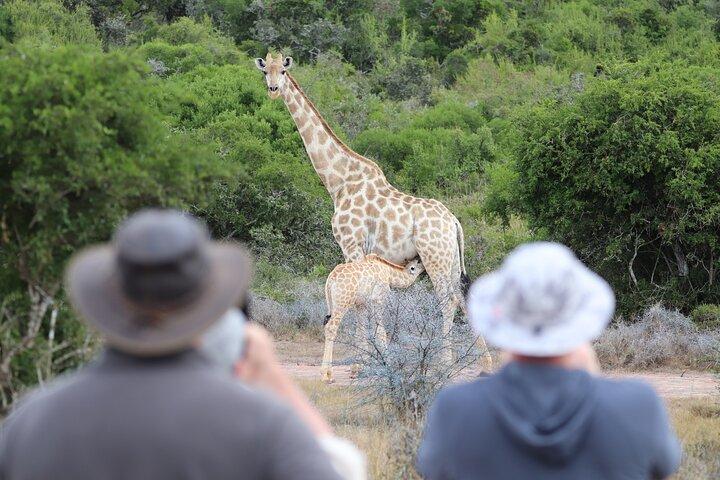 Full-Day Addo Elephant Park & Giraffe Walk
