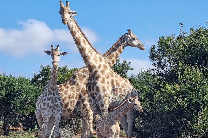 Full-Day Addo Elephant Park & Giraffe Walk