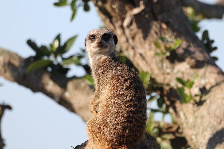 Private Half-Day Addo Elephant National Park Safari