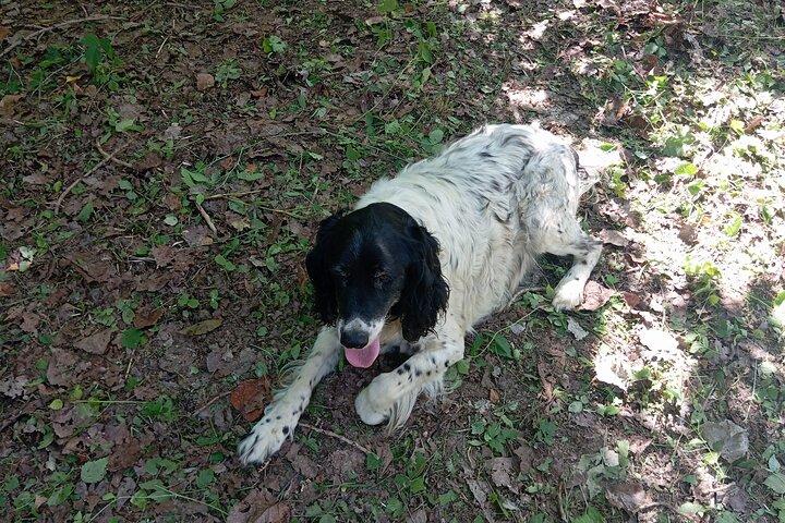 Alba Truffle Hunting, Barolo and Barbaresco Tasting