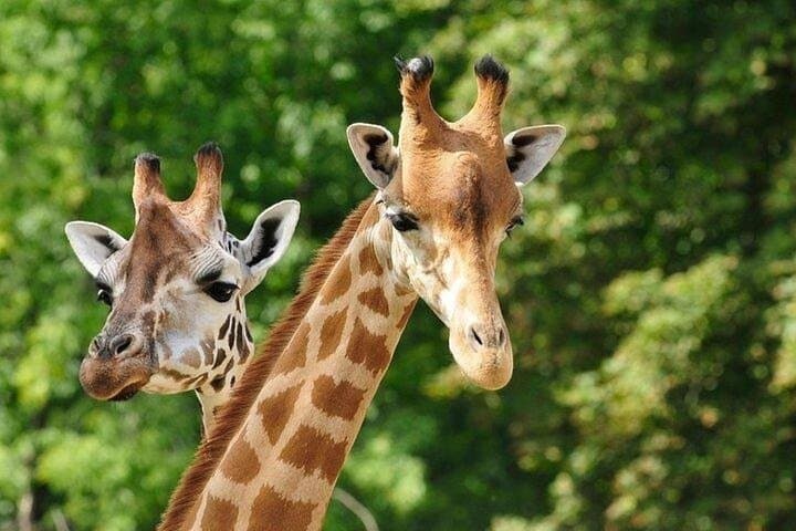 Afternoon Giraffe Center and Nairobi National Park Tour