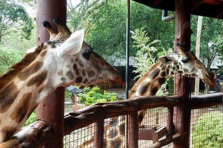 Early Morning Nairobi Park, Giraffe Centre and Bomas of Kenya
