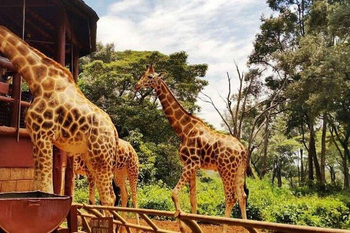 Early Morning Nairobi Park, Giraffe Centre and Bomas of Kenya
