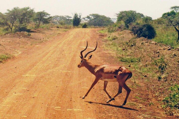 Early Morning Nairobi Park, Giraffe Centre and Bomas of Kenya