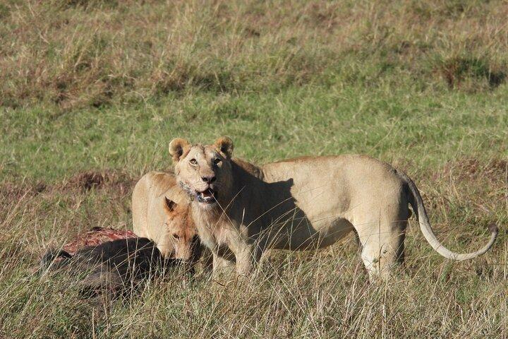 4 Days Safari Adventure in Amboseli and Tsavo