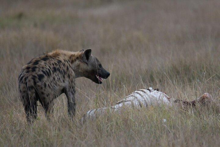 2 Days at Amboseli National park