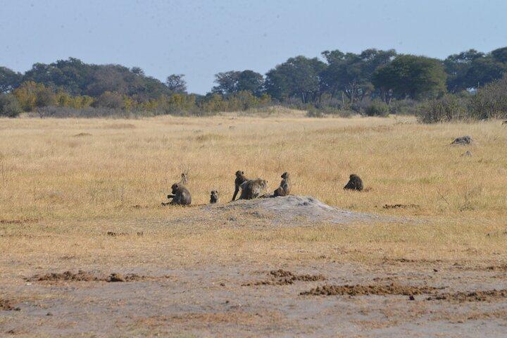 Full Day Chobe Trip with Lunch