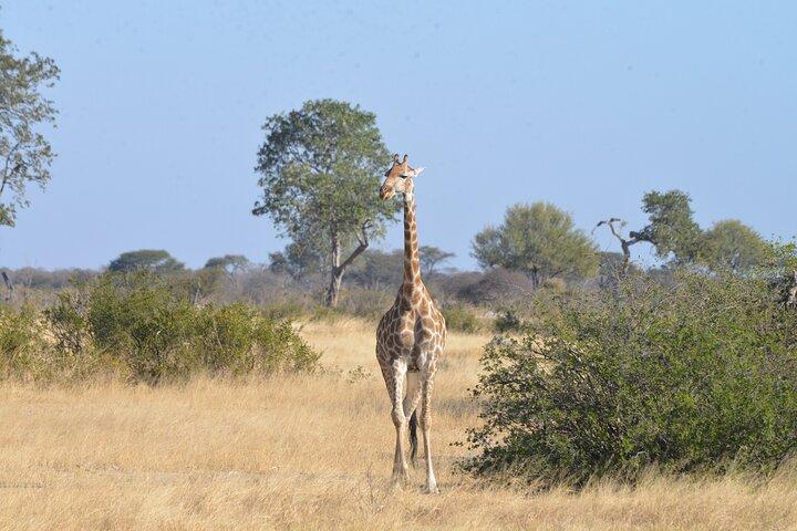 Full Day Chobe Trip with Lunch