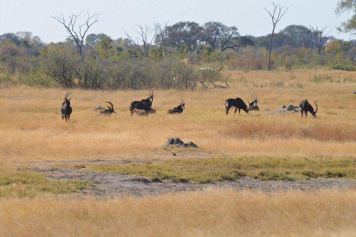 Full Day Chobe Trip with Lunch