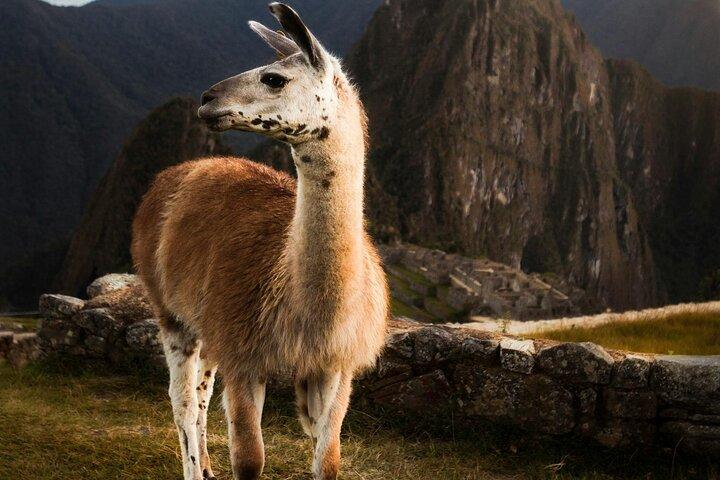 Private Machu Picchu Guided Tour from Aguas Calientes