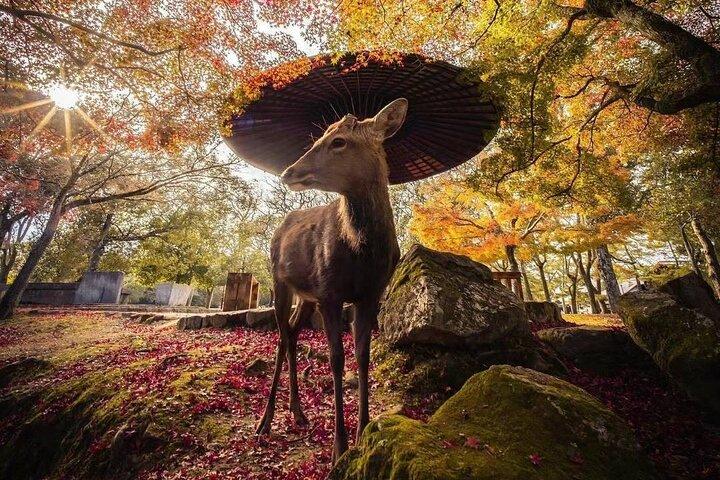 Nara Highlights Private Tour with Local driver (guide option)