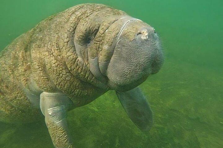 Semi-Private Manatee Swim Tour With In Water Guide (Free Photos)