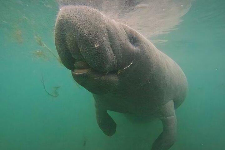 Semi-Private Manatee Swim Tour With In Water Guide (Free Photos)
