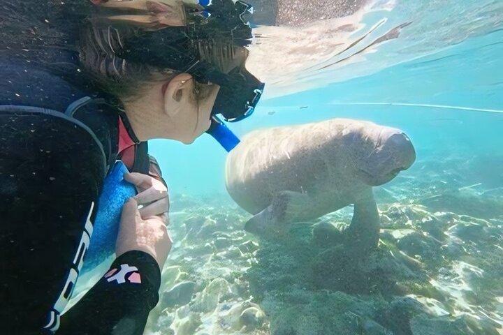 Semi-Private Manatee Swim Tour With In Water Guide (Free Photos)