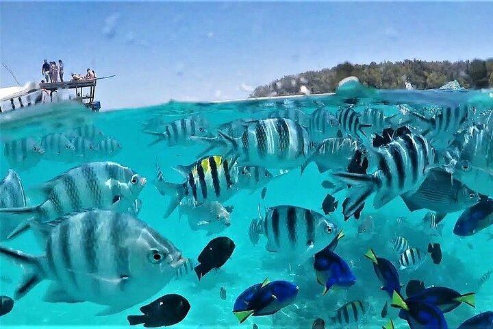 Zanzibar Mnemba Island Snorkeling & Dolphin Watching Adventure