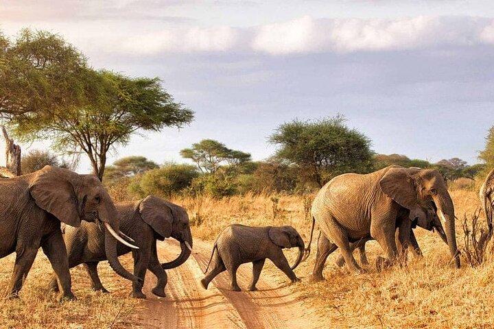 7 Days in Tanzania Northern Circuit Safari