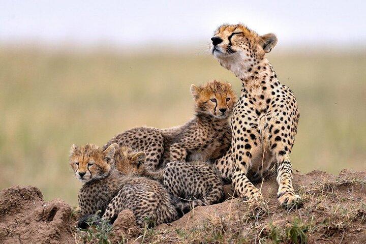 7 Days in Tanzania Northern Circuit Safari