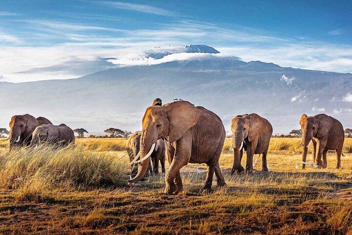 7 Days in Tanzania Northern Circuit Safari