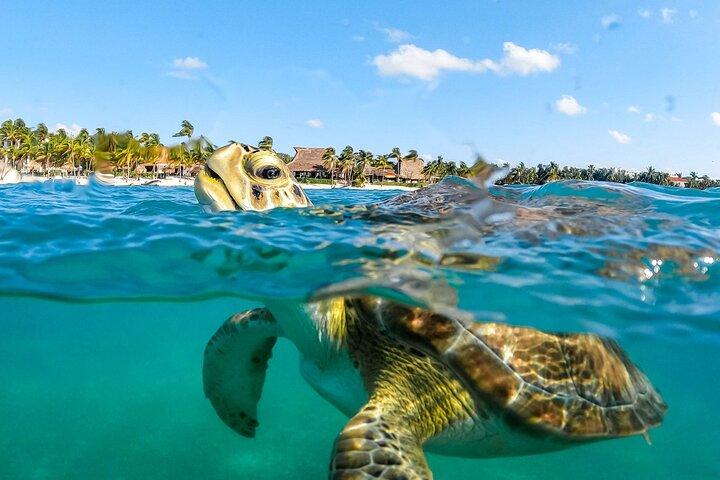 Private swiming with Turtles in Akumal