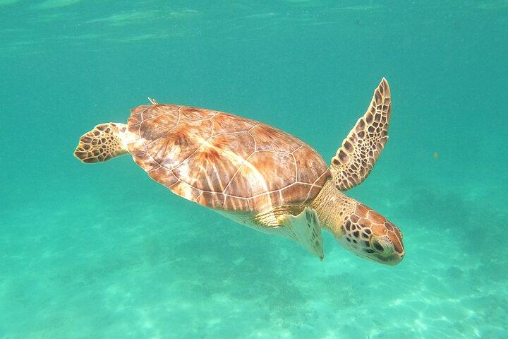 Private Tour Swim with Turtles, 2 Cenotes & Gopro