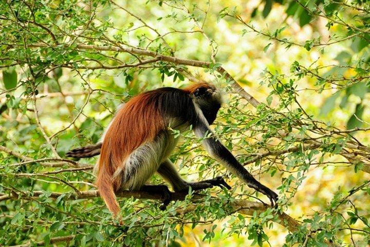 Jozani Forest and Spice Farm Tour in Zanzibar