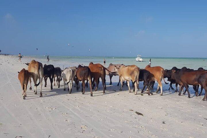 Zanzibar Archipelago Beach Exploration Tour