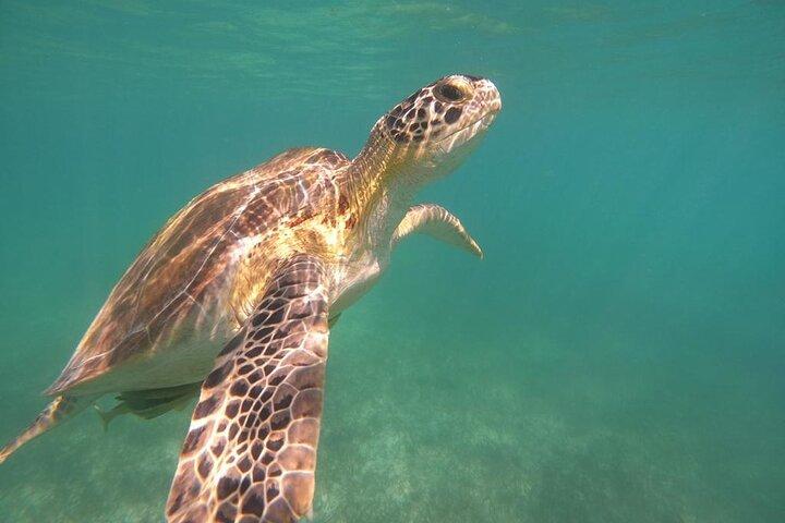 Private Tour Swim with Turtles, 2 Cenotes & Gopro