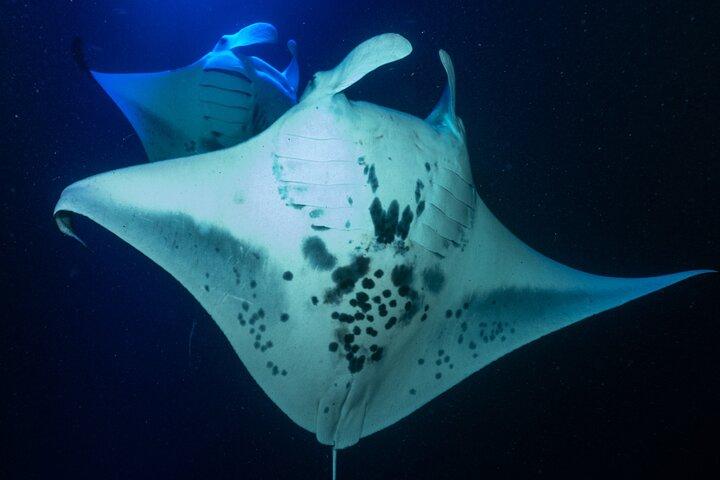 Manta Ray Night Snorkel Experience of a Lifetime