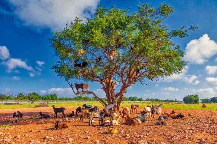 Argan Tree-Climbing Goats Morning Tour From Agadir