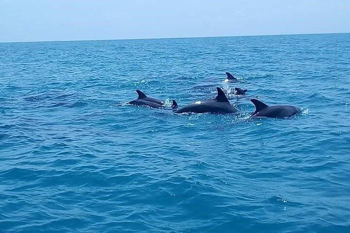 Zanzibar Mnemba Island Snorkeling & Dolphin Watching Adventure