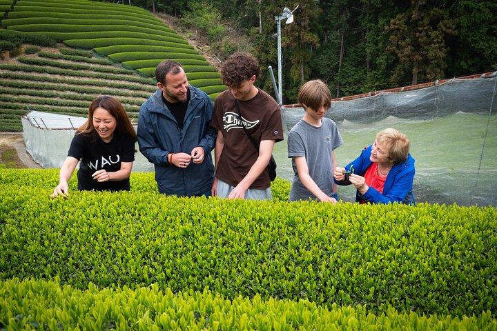 Uji and Wazuka Matcha Farm Half Day Private Guided Tour