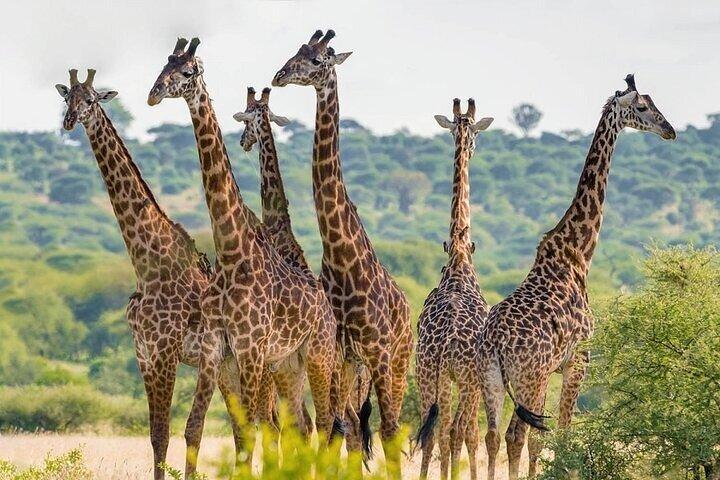 Nairobi National Park Half Day Guided Tour