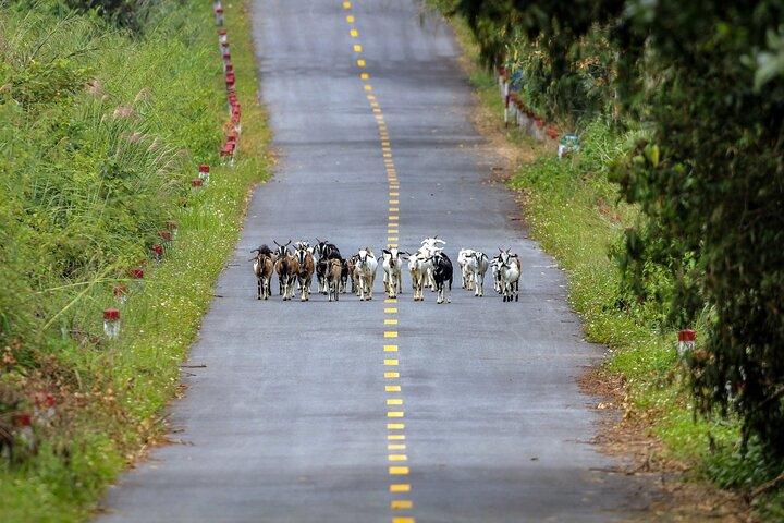2-Day Adventure CatBa National Park, Viet Hai Village, Lan Ha Bay