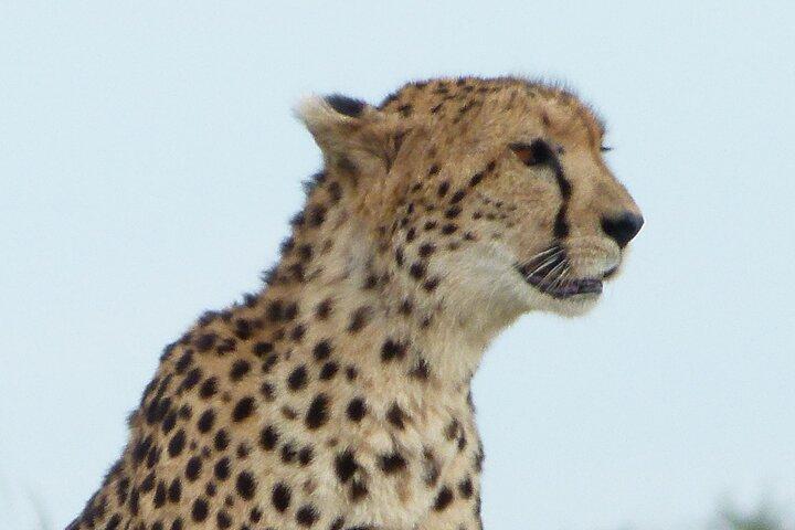 Maasai Mara and Great Rift Valley Lakes