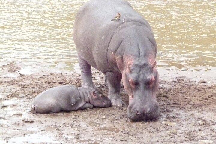 Maasai Mara and Great Rift Valley Lakes