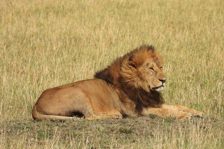 4 Days Lake Nakuru and Masai Mara Safari