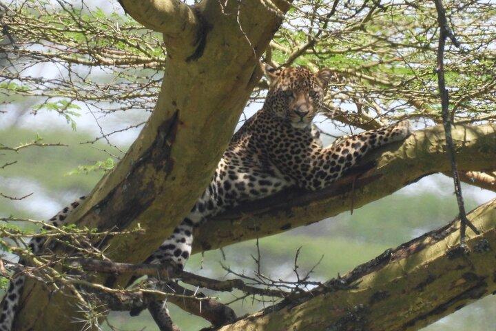 4 Days Lake Nakuru and Masai Mara Safari