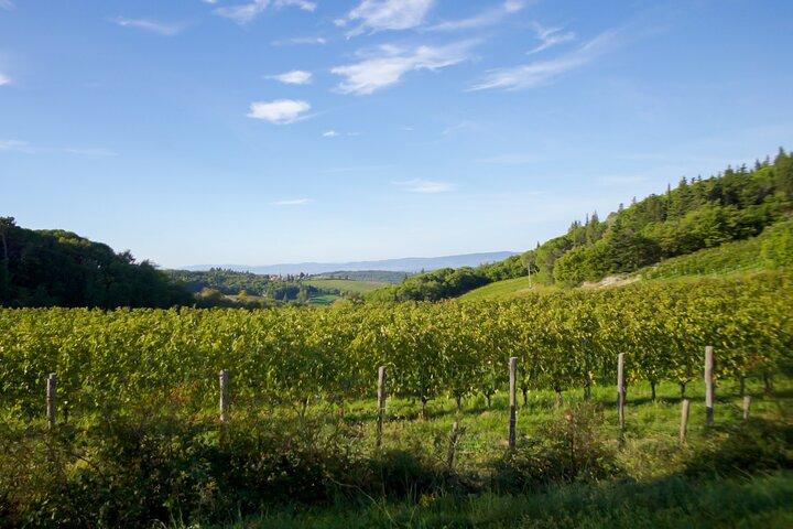 The best of Chianti Classico Wine Private Tour with Dinner in a boutique Estate