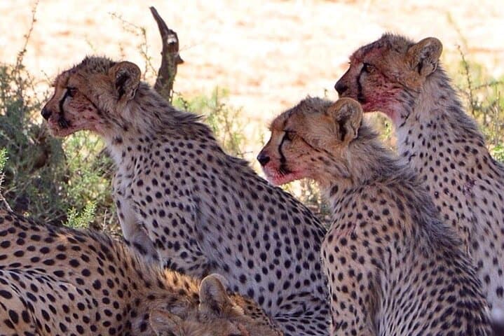 4 Days Maun and Chobe National Park All inclusive