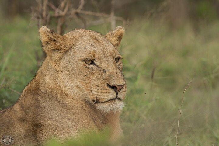 3 Day Safari Tour Package from Durban