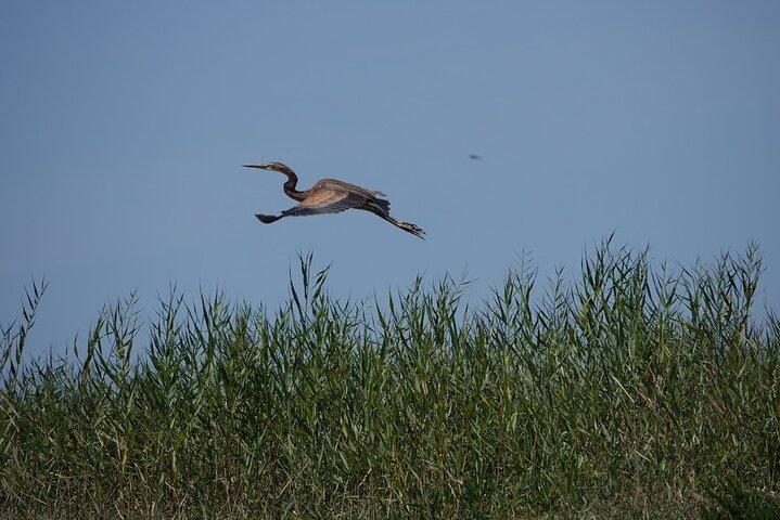 Lisbon : Boat Tour - Bird Observation in the Tejo Nature Reserve