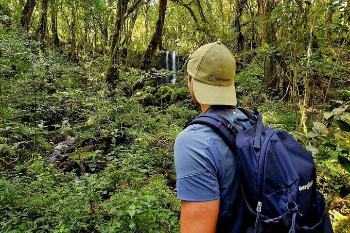 Mount Kilimanjaro Day Hike Up to Mandara Hut
