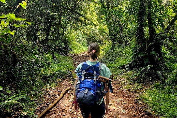 Mount Kilimanjaro Day Hike Up to Mandara Hut
