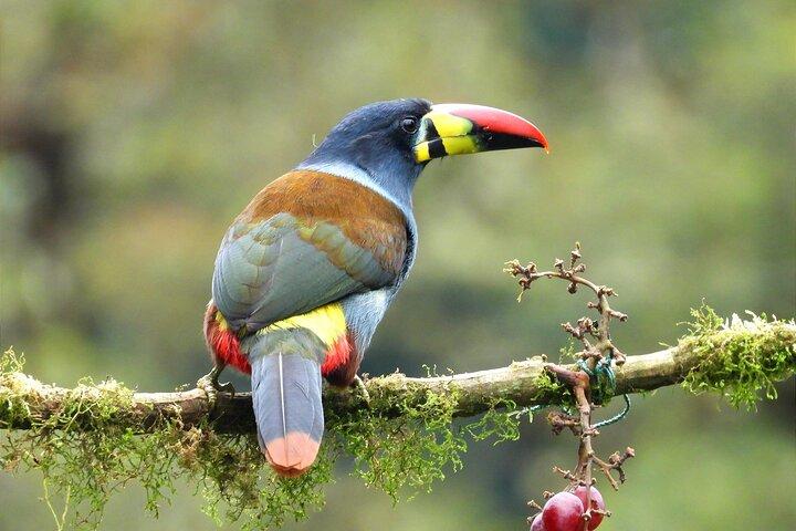 Papallacta Hot Springs & Cloud Forest Reserve Private Tour